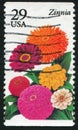 Flower Zinnia