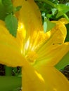 Flower, zucchini, beautiful zucchini flower Royalty Free Stock Photo