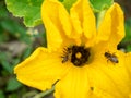 Flower of zucchini with bees. Pollination of flowers.