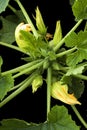 Flower of Zucchini, cucurbita pepo at Vegetable Garden