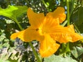 Flower of zucchini in vegetable garden Royalty Free Stock Photo