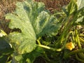 flower zucchini