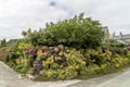 Flowerage on Wall, Cornwall Royalty Free Stock Photo