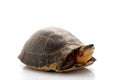 Flowerback Box Turtle Royalty Free Stock Photo