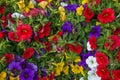 Flowerbed or background with surfinia or petunia with vivid colors