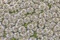 Flowerbed background texture Royalty Free Stock Photo