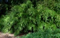 flowerbed with bamboos in an outdoor atrium mulched by gray gravel.