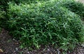 flowerbed with bamboos in an outdoor atrium mulched by gray gravel.