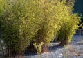 Flowerbed with bamboos in an outdoor atrium mulched by gray gravel. small and large evergreen plants in clumps