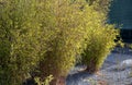 Flowerbed with bamboos in an outdoor atrium mulched by gray gravel. small and large evergreen plants in clumps