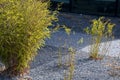 Flowerbed with bamboos in an outdoor atrium mulched by gray gravel. small and large evergreen plants in clumps