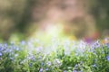 Flowerbed with beautiful blue flowers in the park, blurred background with bokeh, sun rays, place text, banner Royalty Free Stock Photo