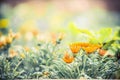 Flowerbed with beautiful pink flowers in the park, blurred background with bokeh, sun rays, place text Royalty Free Stock Photo