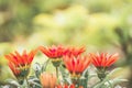 Flowerbed with beautiful pink flowers in the park, blurred background bokeh, sun rays, place for text Royalty Free Stock Photo