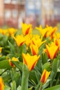 Flowerbed of beautiful red-yellow picturesque tulips on green lawn background. Group of delicate two-tone tulips in the Royalty Free Stock Photo