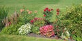 Flowerbed with blooming begonias, roses, potentilla shrub and green lawn Royalty Free Stock Photo