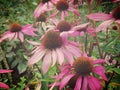 Flowerbed with blooming Echinacea flowers Royalty Free Stock Photo