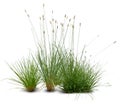 Flowerbed with blooming ornamental grasses on white background