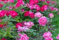Flowerbed with blooming pink and red roses in the rose garden in summer Royalty Free Stock Photo