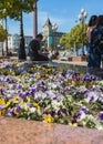 Flowerbed of blooming violas with people realxing at square of victory in Kaliningrad