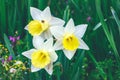 A flowerbed with blooming white and yellow flowers daffodils. Royalty Free Stock Photo