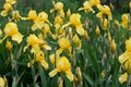 Flowerbed of blooming yellow bearded irises in garden. Beautiful bright spring flowers. Royalty Free Stock Photo