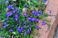 A flowerbed with blue Lobelia erinus flowers in the garden Royalty Free Stock Photo