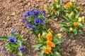 Flowerbed of blue and orange pancies in the garden Royalty Free Stock Photo