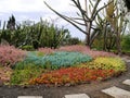 Flowerbed in botanical Garden in Funchal of Madeira Royalty Free Stock Photo