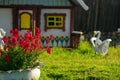 A flowerbed with bright colors from the tire stands on a green lawn against the background of a small house for children and a whi