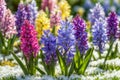 Flowerbed with bright flowers, with purple, blue, yellow and pink hyacinths in the snow Royalty Free Stock Photo