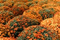 Flowerbed of bright orange spray chrysanthemum spherical. Flower field in the city Royalty Free Stock Photo