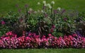 A flowerbed of bright pink petunias, pink begonias, purple dahlias, pennicetum grass and other decorative plants,