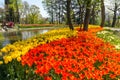 Flowerbed with bright yellow and orange tulips in Emirgan Park at the Tulip Festival, Istanbul, Turkey.