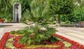 Flowerbed with Chinese windmill palm (Trachycarpus fortunei) or Chusan palm on Kurortny Boulevard