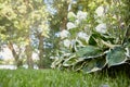 Flowerbed close-up of Hydrangea paniculata and two-colored hosta with a white border. The daylilies.