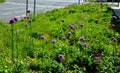 Flowerbed of colorful colors of prairie flowers in an urban setting attractive for insects and butterflies