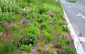 Flowerbed of colorful colors of prairie flowers in an urban setting attractive for insects and butterflies Royalty Free Stock Photo