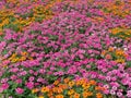 Flowerbed colorful flower sea Royalty Free Stock Photo