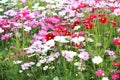 Flowerbed. colorful flowers in garden