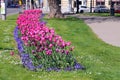 Flowerbed with colorful tulips in Vienna
