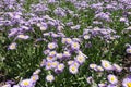 Flowerbed covered with flowering Erigeron speciosus in June