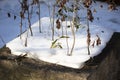 Flowerbed Covered in Winter Precipitation