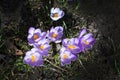 Flowerbed with crocus Royalty Free Stock Photo