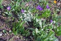 Flowerbed with crocus Royalty Free Stock Photo