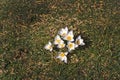 Flowerbed with crocus Royalty Free Stock Photo