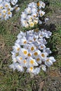 Flowerbed with crocus Royalty Free Stock Photo