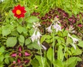 Flowerbed of dahlia, coleus and hosta