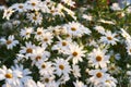A flowerbed of daisies growing in green park or nature reserve. Marguerite perennial flowering plants in a leafy shrub Royalty Free Stock Photo