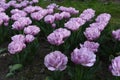 Flowerbed of decorative lilac tulips